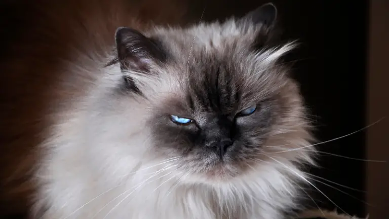 HIMALAYAN CAT PERSONALITY AND BREED (ALL YOU NEED TO KNOW)