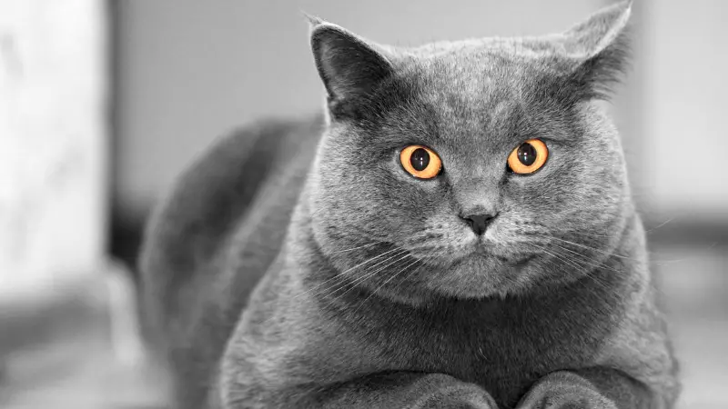 British Shorthair cat personality