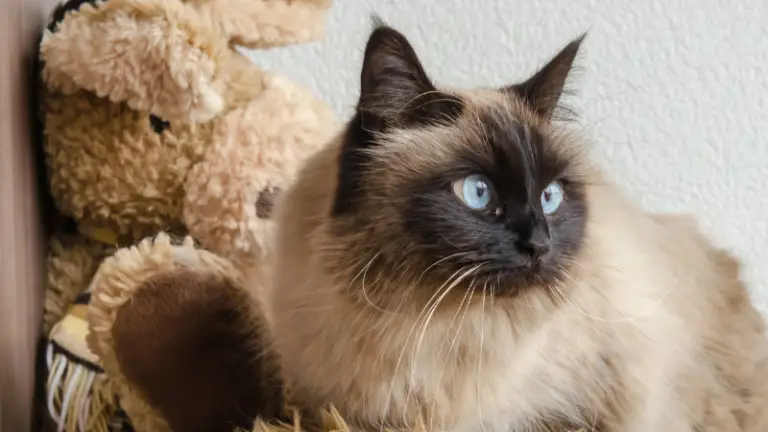 BIRMAN CAT PERSONALITY AND BREED (ALL YOU NEED TO KNOW)