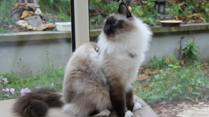 Birman cat personality