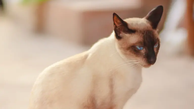 THAI CAT PERSONALITY AND BREED ( ALL YOU NEED TO KNOW) - DorkyCats