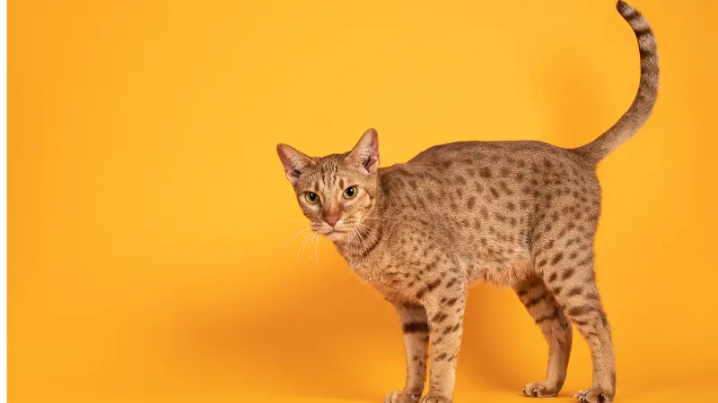 Ocicat cat personality