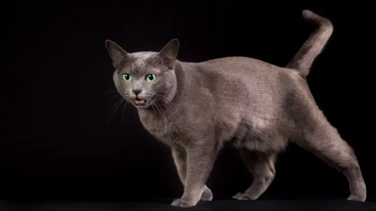 KORAT CAT PERSONALITY AND BREED ( ALL YOU NEED TO KNOW)