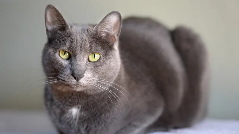 Korat cat personality