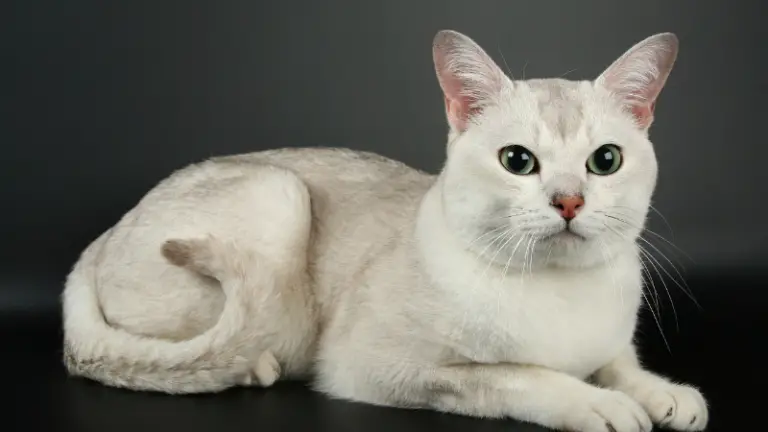 BURMILLA CAT PERSONALITY AND BREED (ALL YOU NEED TO KNOW)