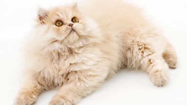 PERSIAN CAT PERSONALITY AND BREED (ALL YOU NEED TO KNOW)