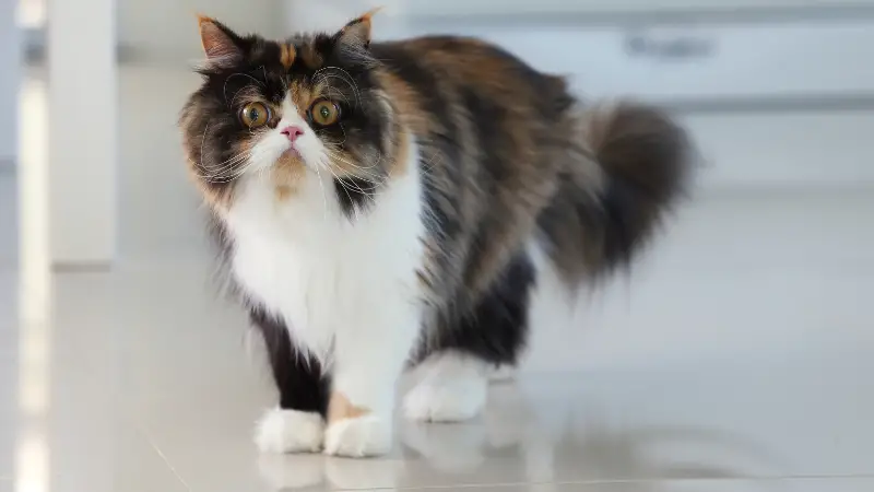 Persian cat personality