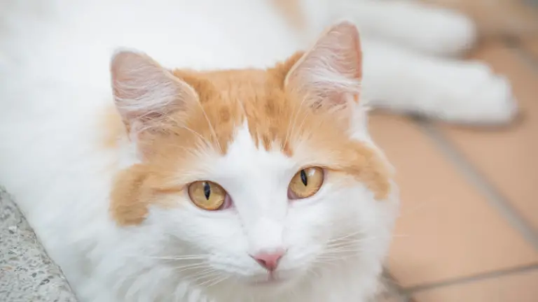 TURKISH VAN CAT PERSONALITY AND BREED (ALL YOU NEED TO KNOW)