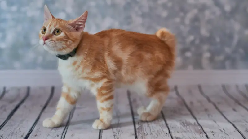 American Bobtail cat personality