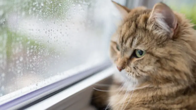 DO CATS HATE RAIN? 5+ THINGS YOU SHOULD KNOW