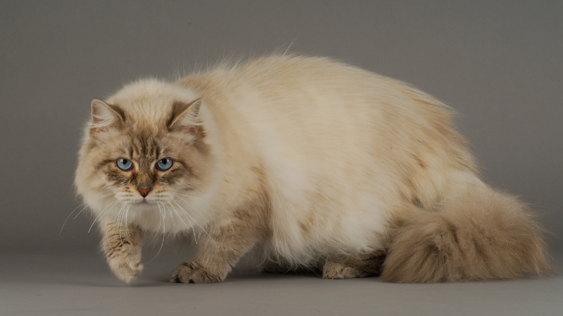 SIBERIAN CAT PERSONALITY AND BREED 