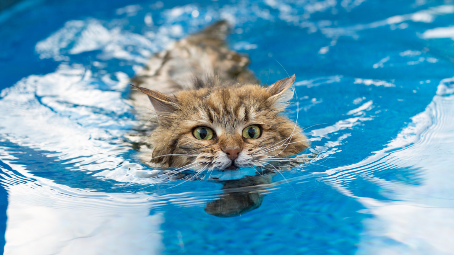 WHAT CATS LIKE WATER? 21+ CATS THAT MIGHT LOVE SWIMMING DorkyCats