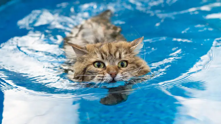 WHAT CATS LIKE WATER? 21+ CATS THAT MIGHT LOVE SWIMMING