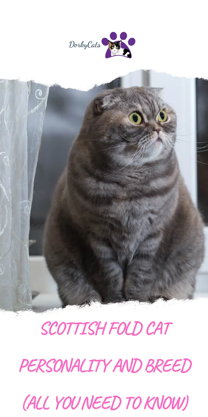 SCOTTISH FOLD CAT PERSONALITY AND BREED (ALL YOU NEED TO KNOW) DorkyCats
