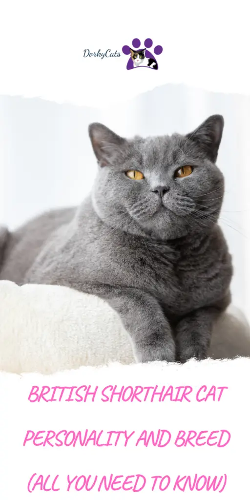 BRITISH SHORTHAIR CAT PERSONALITY AND BREED (ALL YOU NEED TO KNOW)