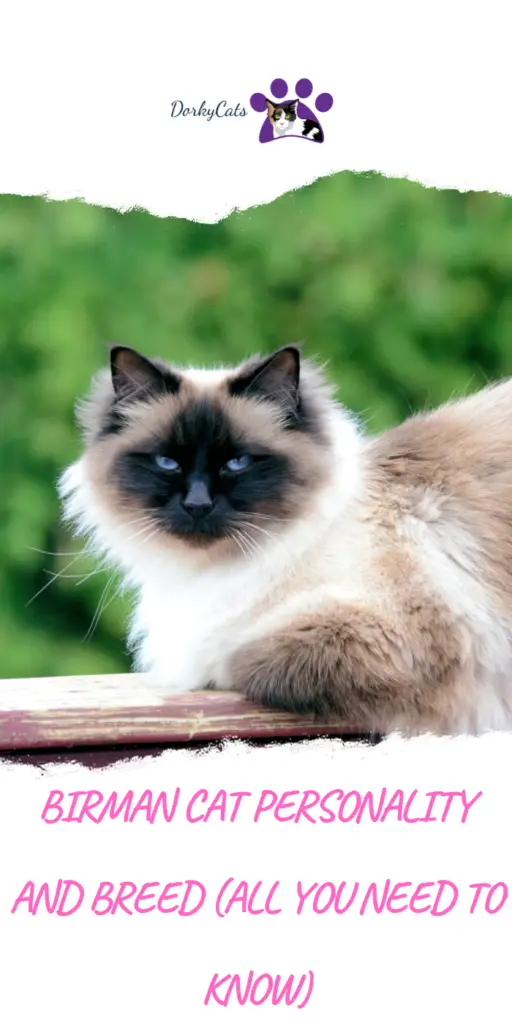 BIRMAN CAT PERSONALITY AND BREED (ALL YOU NEED TO KNOW)