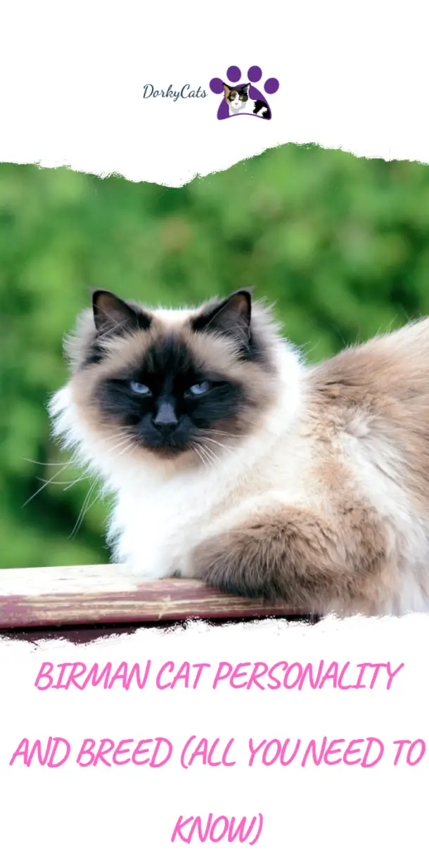 BIRMAN CAT PERSONALITY AND BREED (ALL YOU NEED TO KNOW) DorkyCats