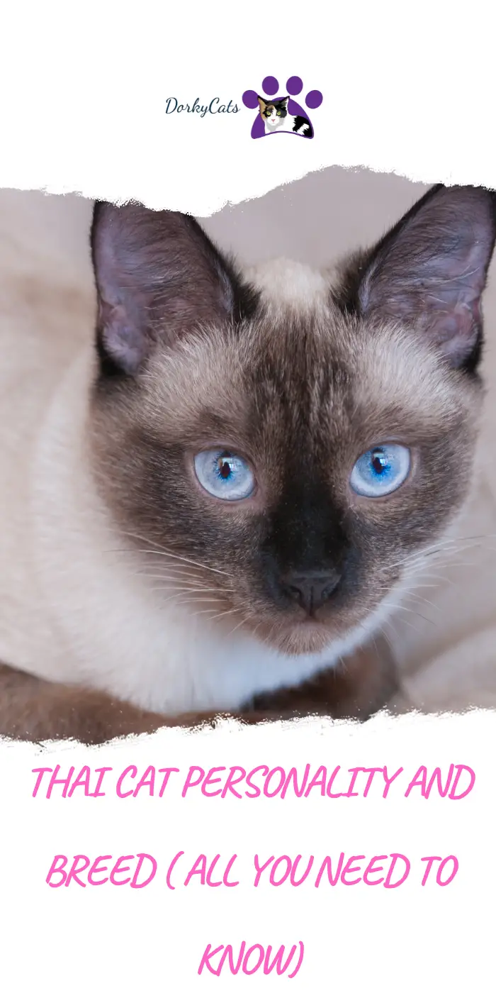 THAI CAT PERSONALITY AND BREED ( ALL YOU NEED TO KNOW) - DorkyCats