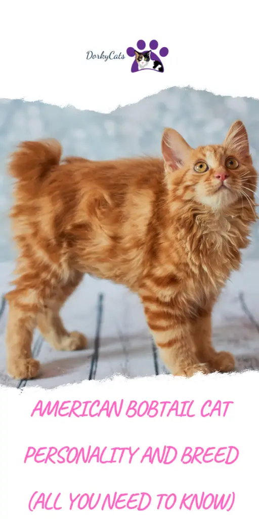 American Bobtail Cat Personality And Breed All You Need To Know Dorkycats 8785