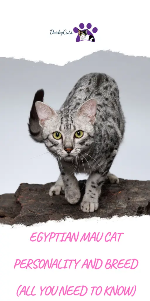 EGYPTIAN MAU CAT PERSONALITY AND BREED (ALL YOU NEED TO KNOW)