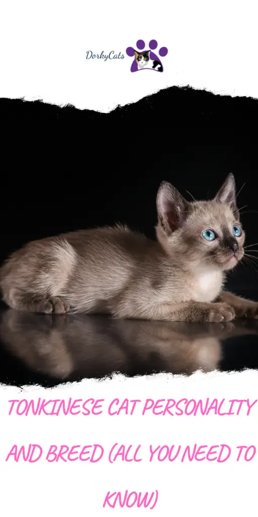 TONKINESE CAT PERSONALITY AND BREED (ALL YOU NEED TO KNOW)
