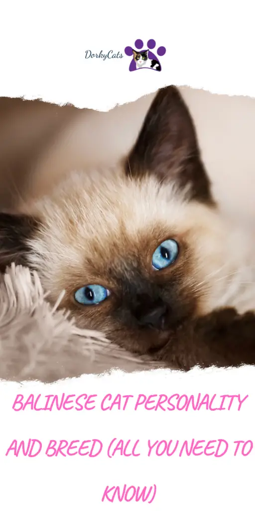 BALINESE CAT PERSONALITY AND BREED (ALL YOU NEED TO KNOW)