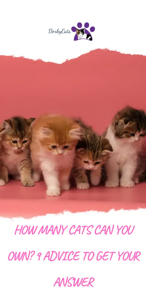 HOW MANY CATS CAN YOU OWN? 9 ADVICE TO GET YOUR ANSWER