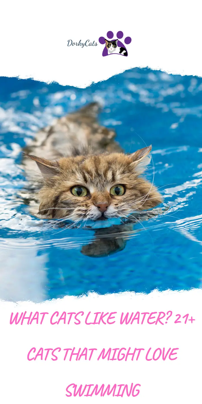 WHAT CATS LIKE WATER? 21+ CATS THAT MIGHT LOVE SWIMMING DorkyCats