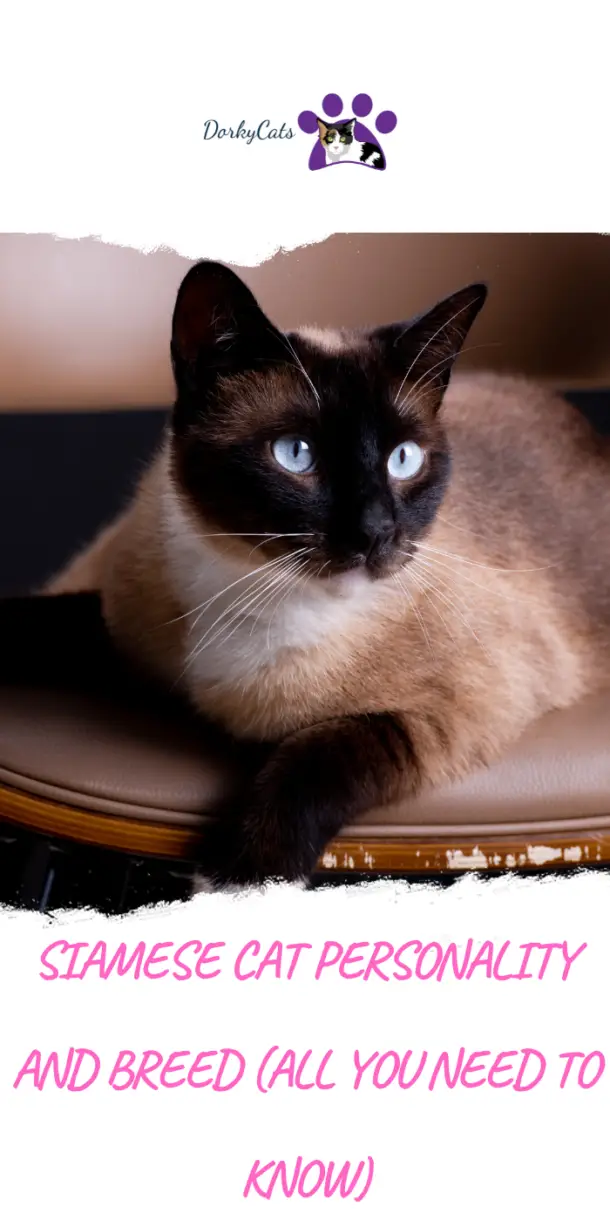 SIAMESE CAT PERSONALITY AND BREED (ALL YOU NEED TO KNOW) - DorkyCats