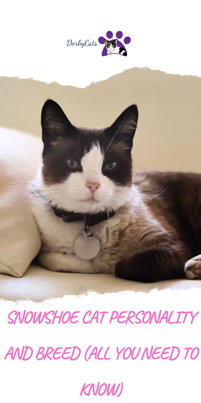 SNOWSHOE CAT PERSONALITY AND BREED (ALL YOU NEED TO KNOW) DorkyCats
