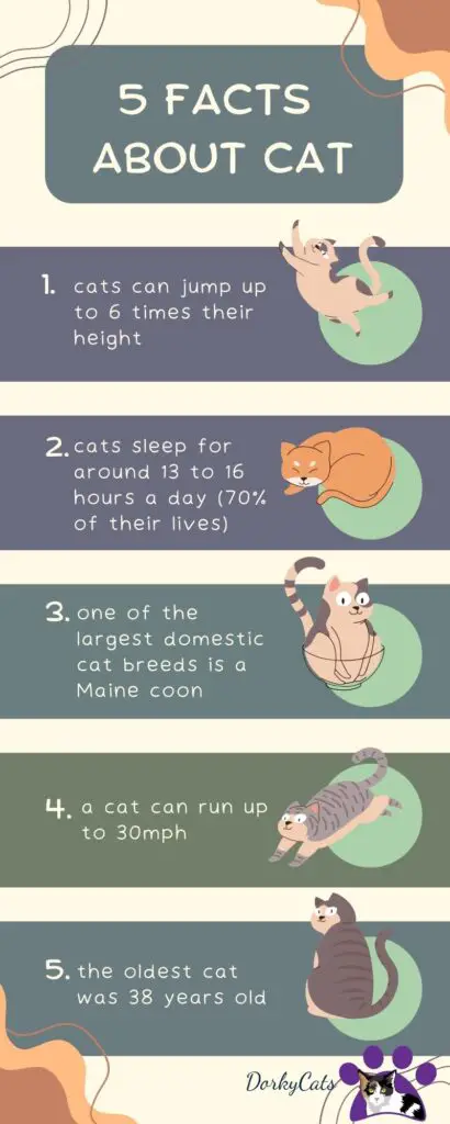 HOW MANY CATS CAN YOU OWN? 9 ADVICE TO GET YOUR ANSWER