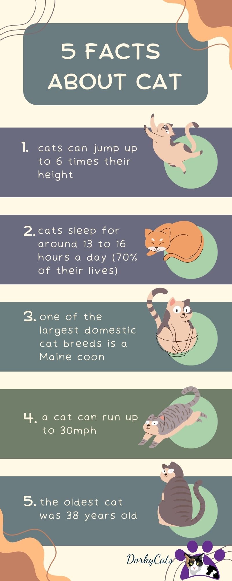HOW MANY CATS CAN YOU OWN? 9 ADVICE TO GET YOUR ANSWER DorkyCats
