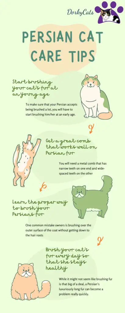 Persian cat personality and care