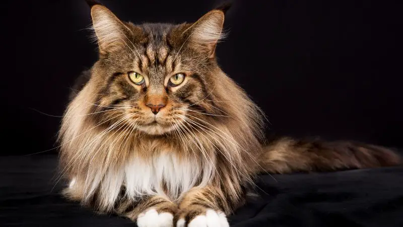 MAIN COON CAT