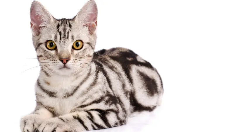 AMERICAN SHORTHAIR