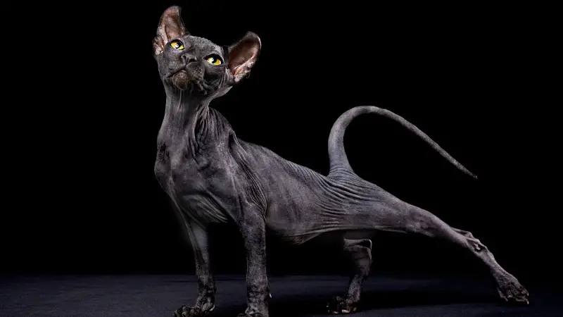 SPHYNX CAT