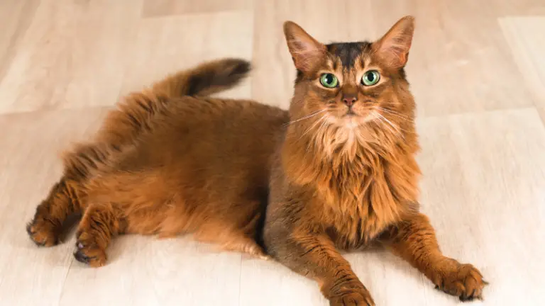 SOMALI CAT PERSONALITY AND BREED (ALL YOU NEED TO KNOW)