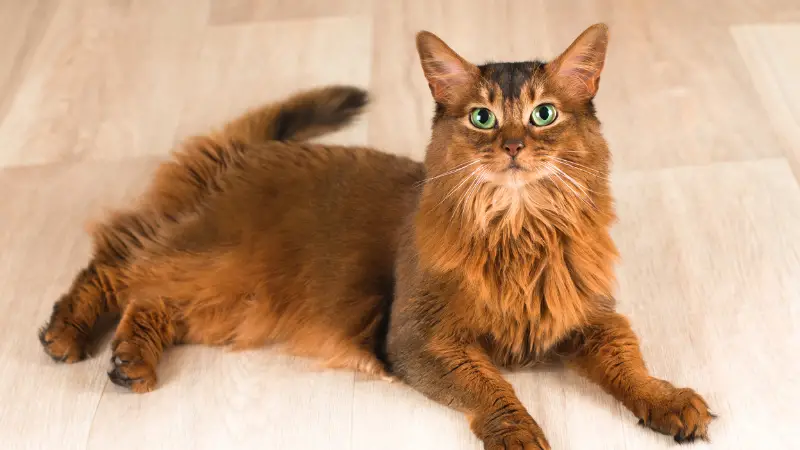 Somali Cat Personality