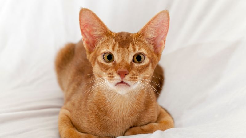 THE ABYSSINIAN 