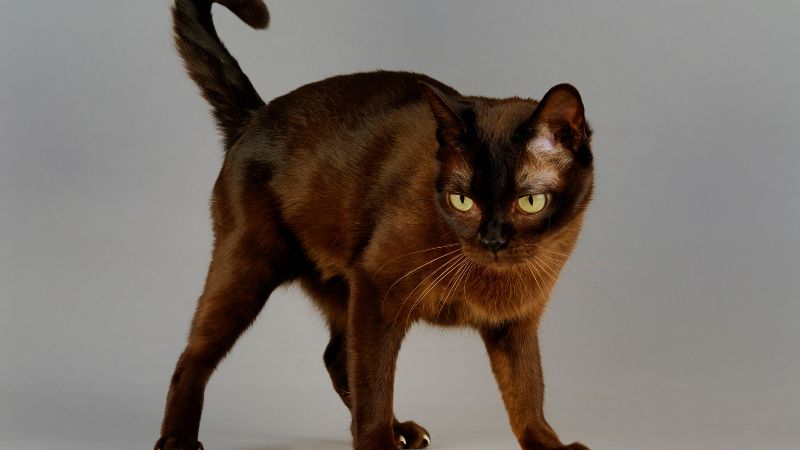 BURMESE CAT