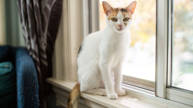 Japanese BobTail