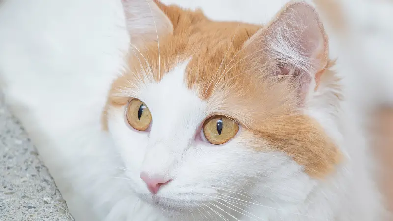 Turkish Van