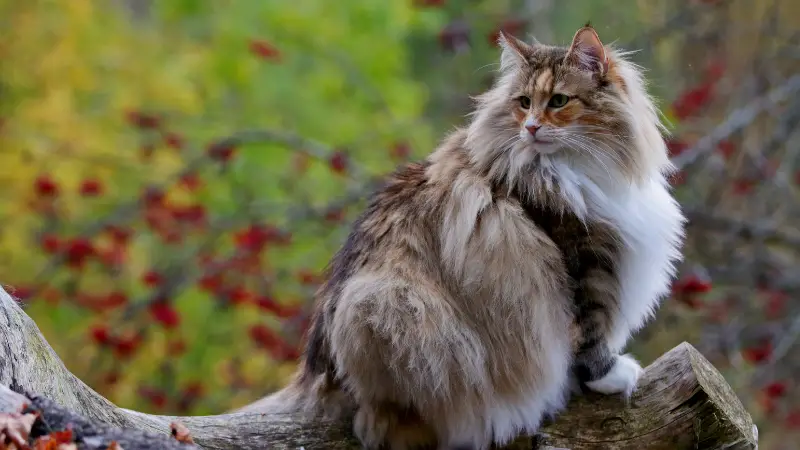 Norwegia Forest Cat