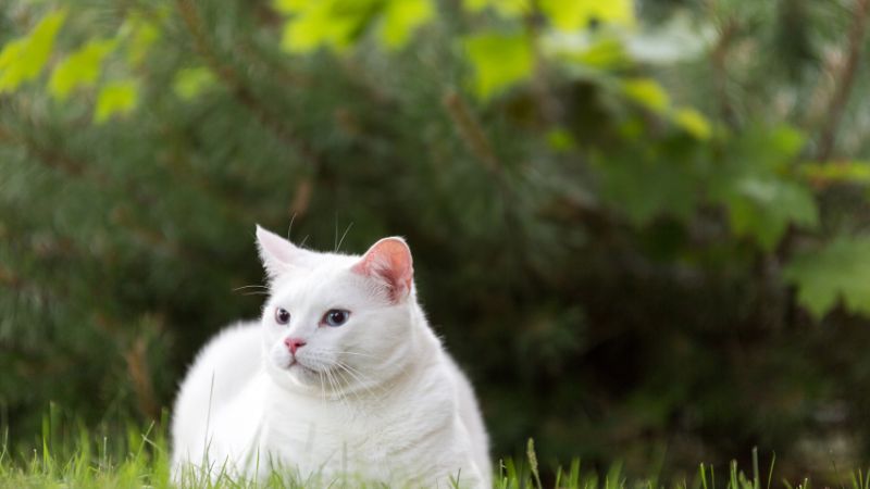 Turkish Angora