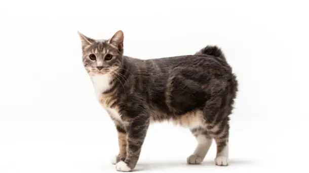 JAPANESE BOBTAIL CAT PERSONALITY AND BREED (ALL YOU NEED TO KNOW ...