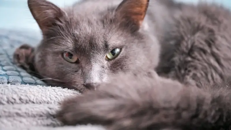 Russian Blue cat personality