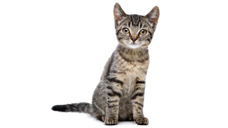 EUROPEAN SHORTHAIR CAT PERSONALITY