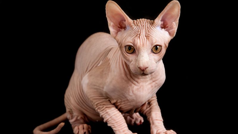 DON SPHYNX CAT PERSONALITY