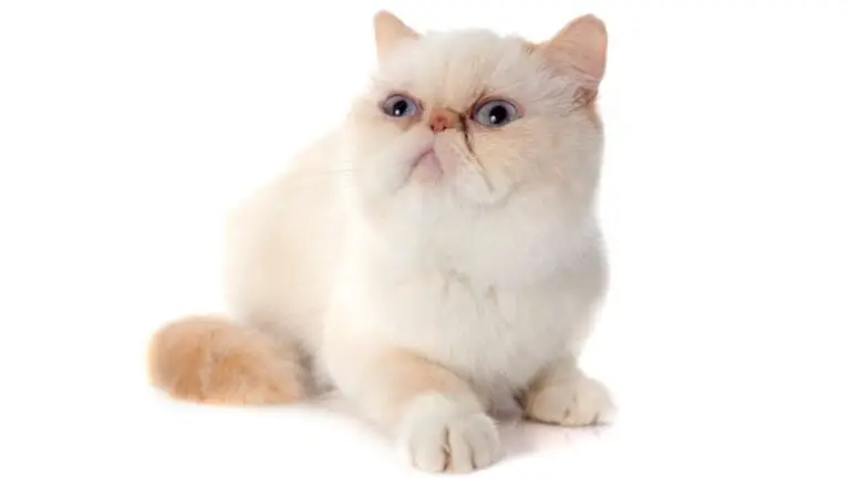 EXOTIC SHORTHAIR CAT PERSONALITY AND BREED (ALL YOU NEED TO KNOW)