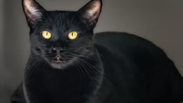 BOMBAY CAT PERSONALITY AND BREED (ALL YOU NEED TO KNOW)